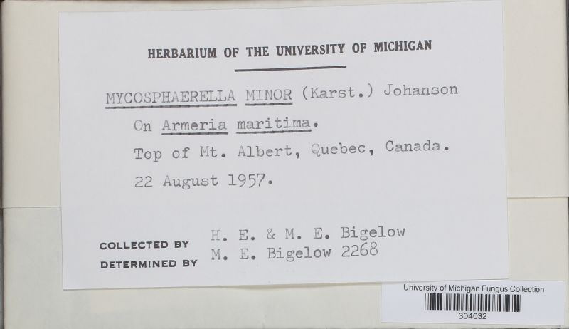 Mycosphaerella minor image