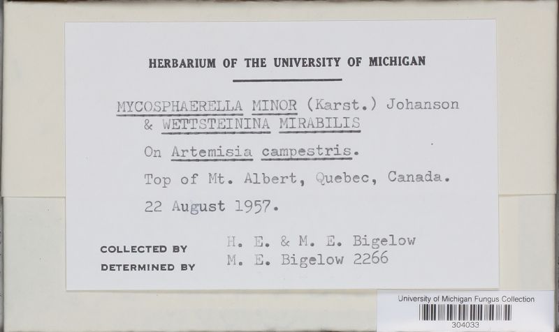 Mycosphaerella minor image