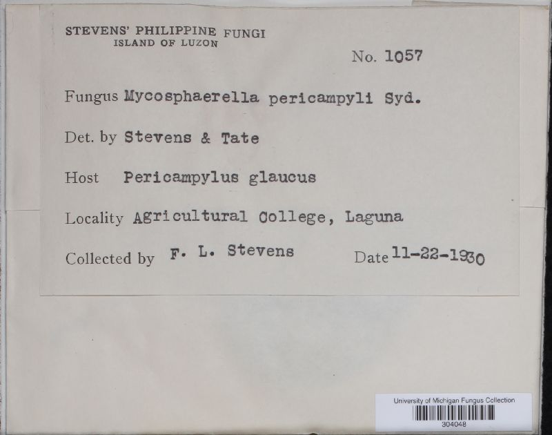 Mycosphaerella pericampyli image