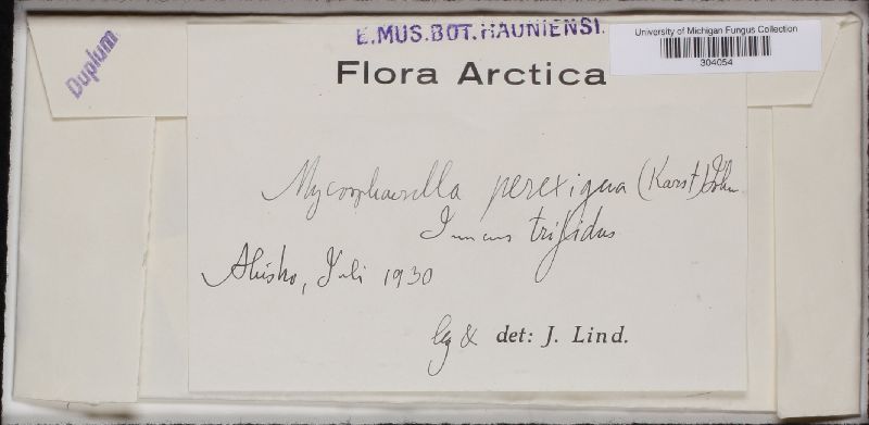 Mycosphaerella perexigua image