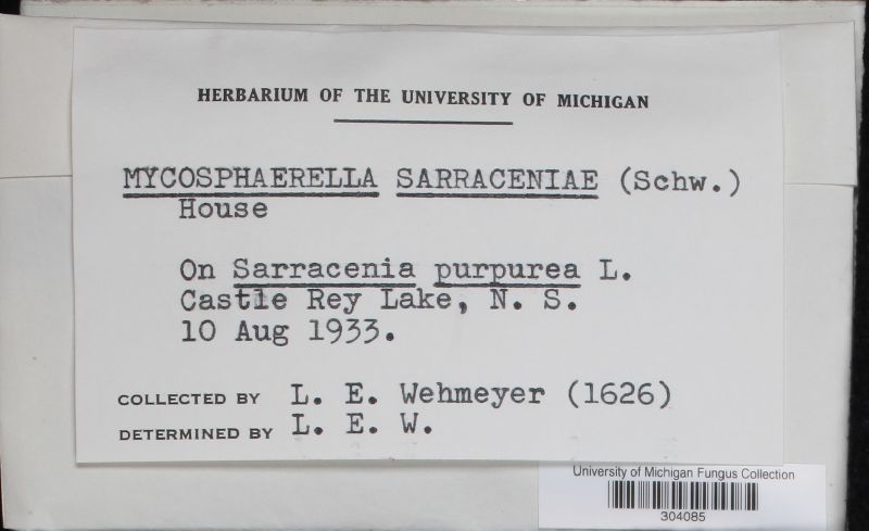 Mycosphaerella sarraceniae image