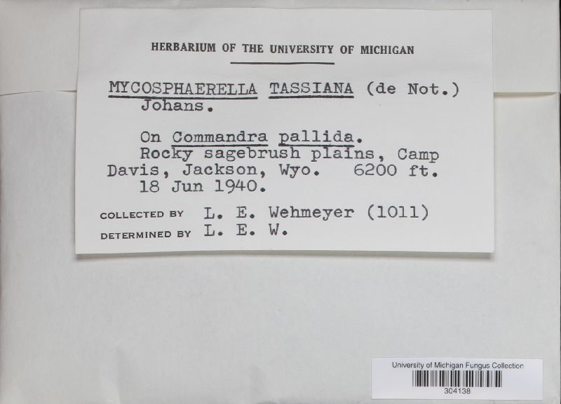 Mycosphaerella tassiana image