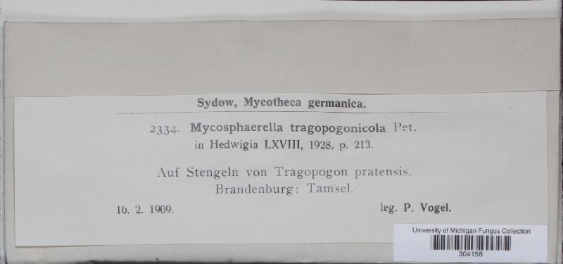 Mycosphaerella tragopogonicola image