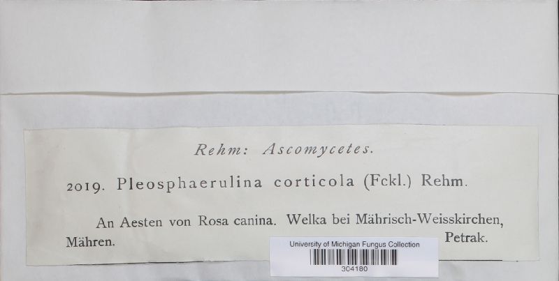 Discostroma corticola image