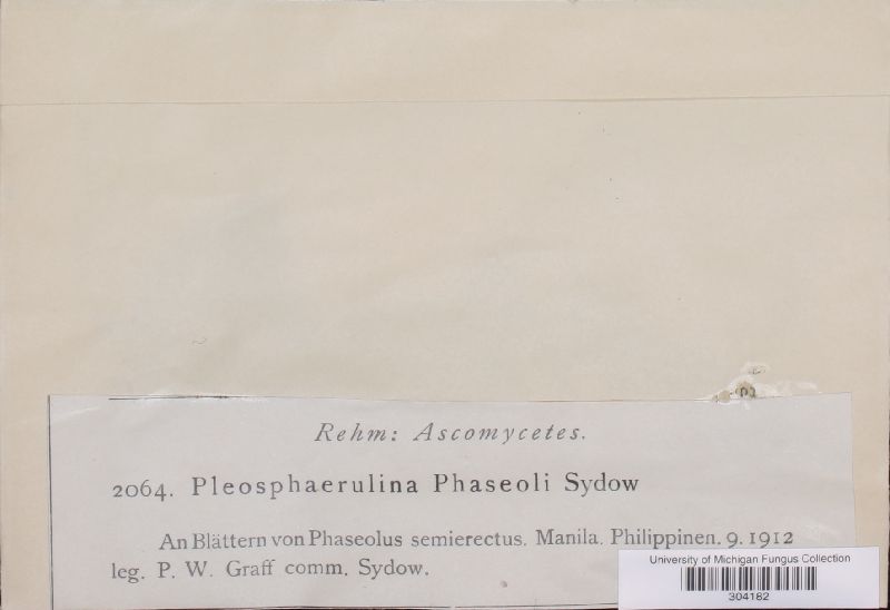 Pleosphaerulina phaseoli image