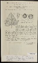 Mycosphaerella hedericola image