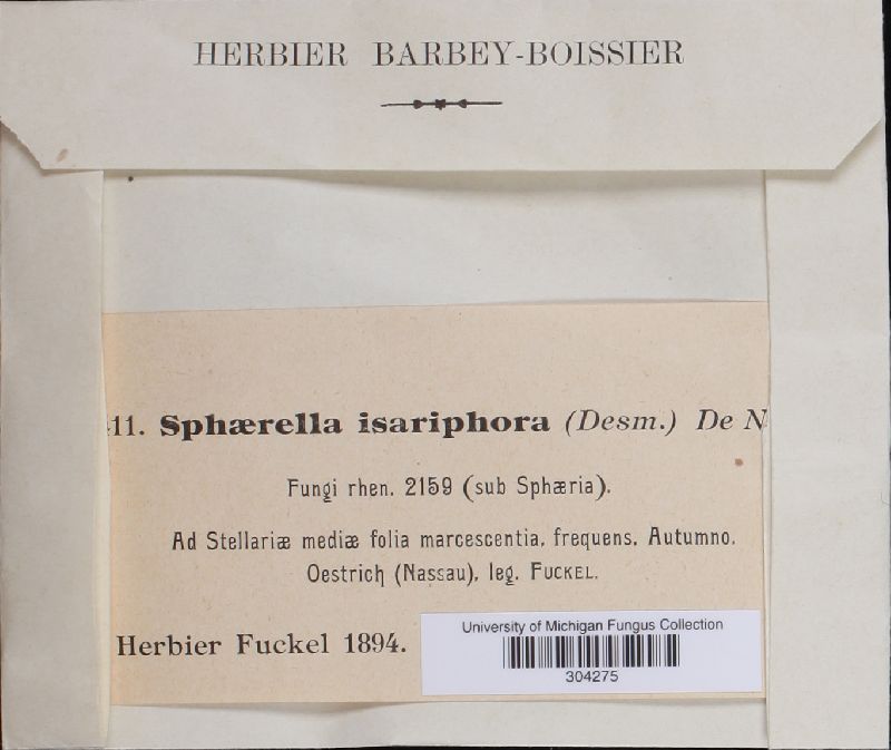 Mycosphaerella isariphora image