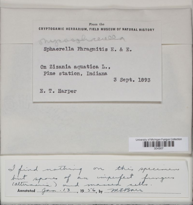 Sphaerella phragmitis image