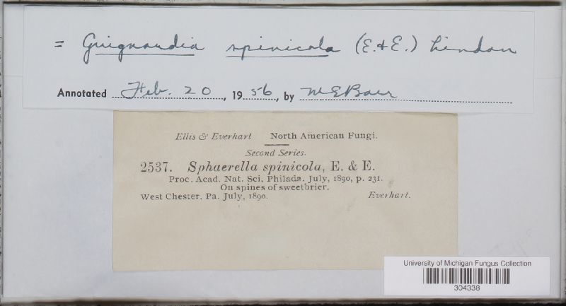 Sphaerella spinicola image