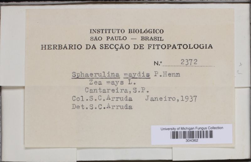 Sphaerulina maydis image