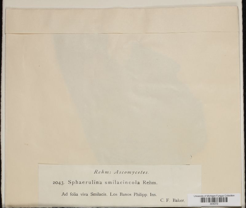Sphaerulina smilacincola image