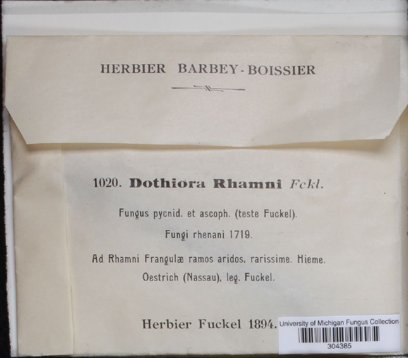Dothiora rhamni image