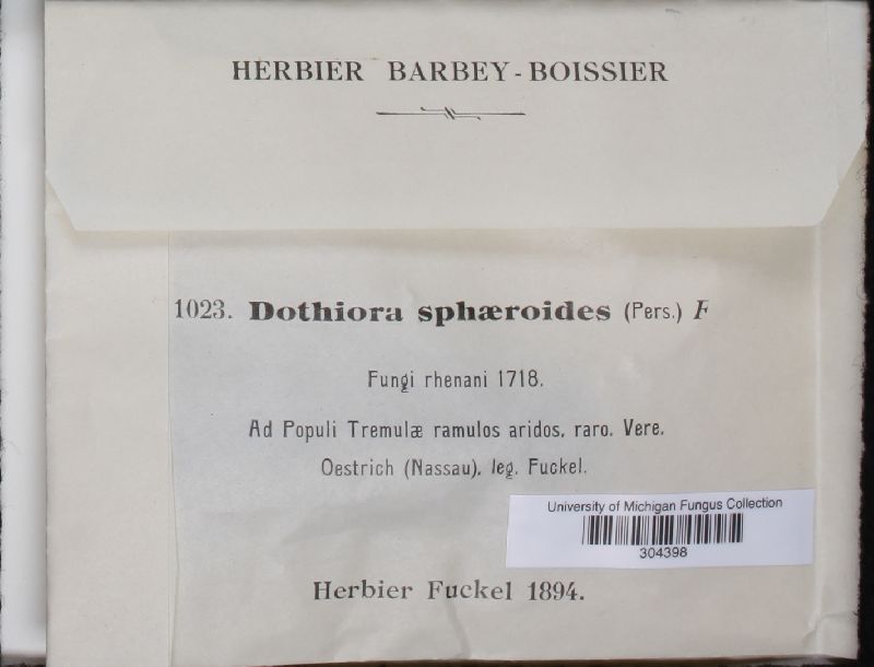 Dothiora sphaeroides image