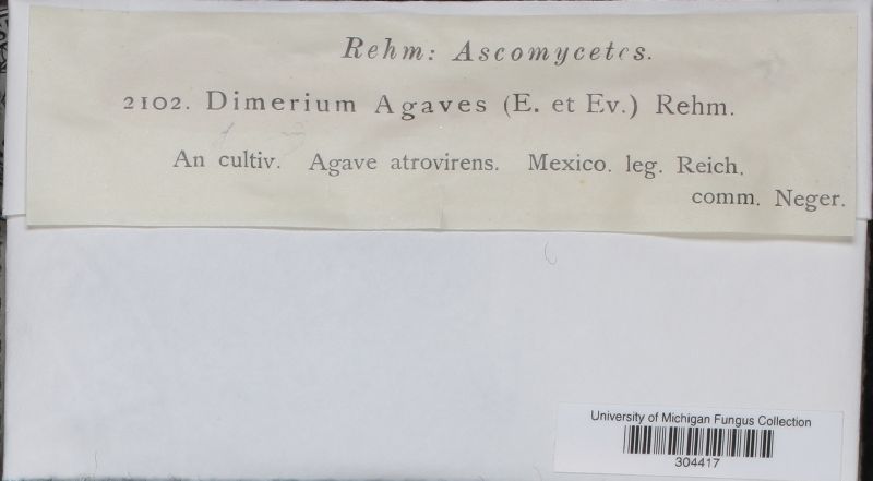 Dimerium agaves image