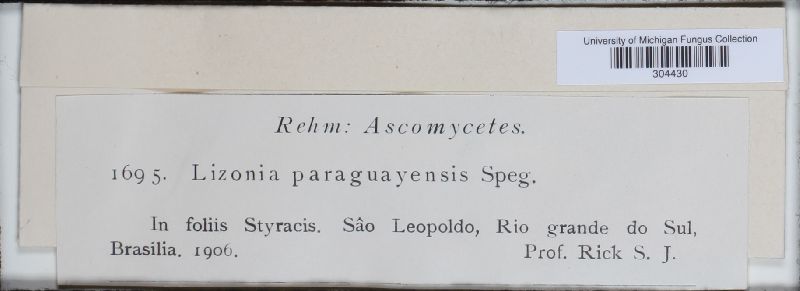 Lizonia paraguayensis image