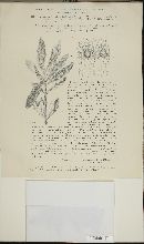 Antennularia elaeophila image