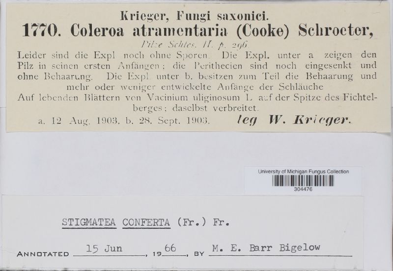 Gibbera conferta image