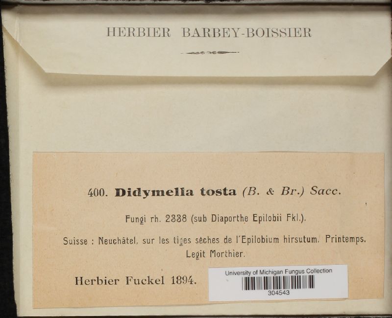 Discosiaceae image