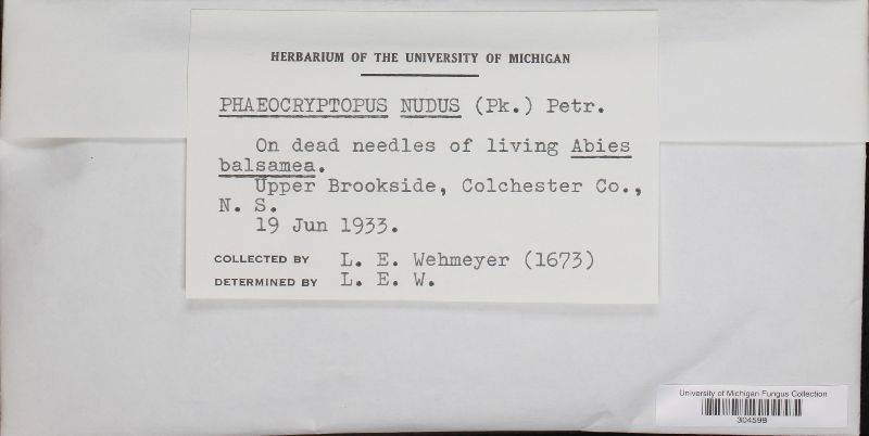 Phaeocryptopus nudus image
