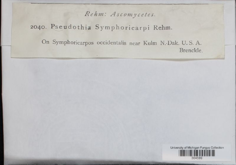 Dothidotthia symphoricarpi image
