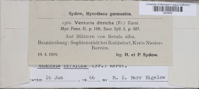 Venturia ditricha image