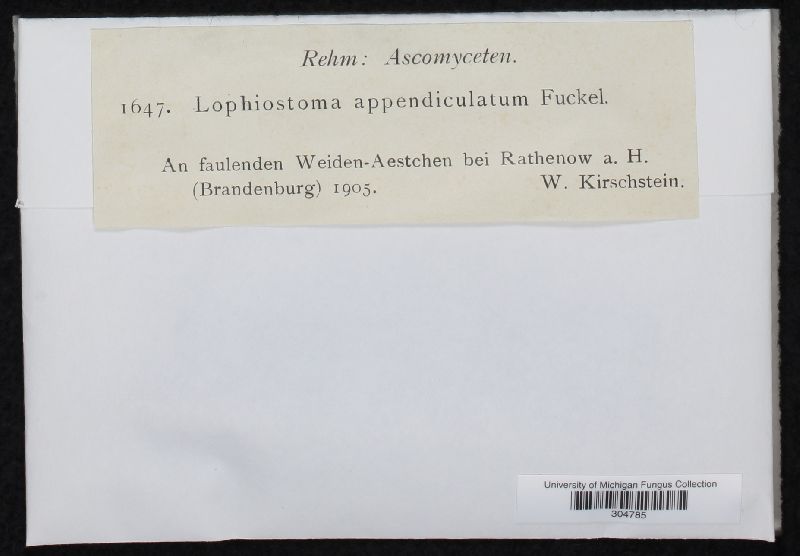 Lophiostoma appendiculatum image