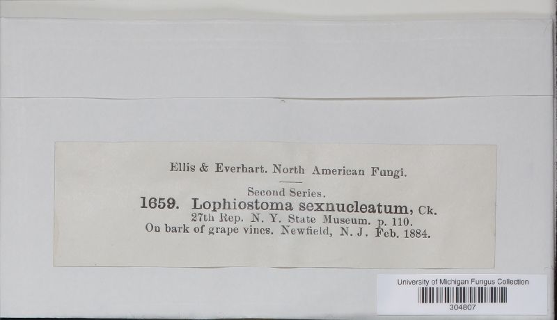 Lophiostoma sexnucleata image
