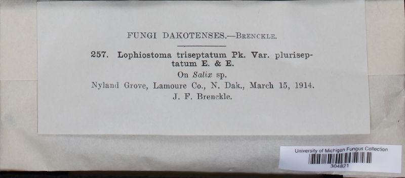 Lophiostoma triseptatum var. pleuriseptatum image