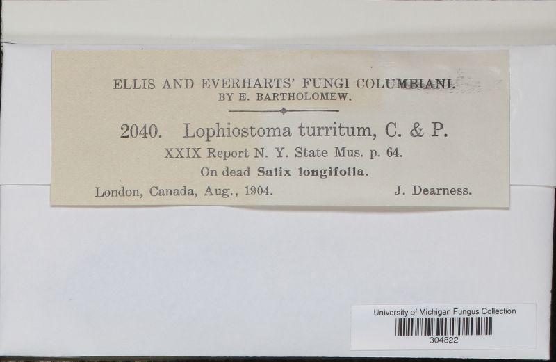 Lophiostoma turritum image