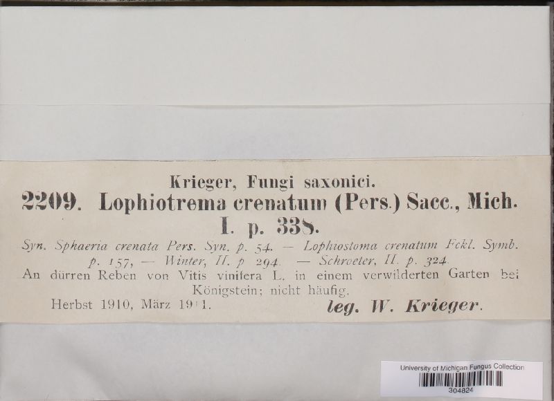 Lophiotrema crenatum image