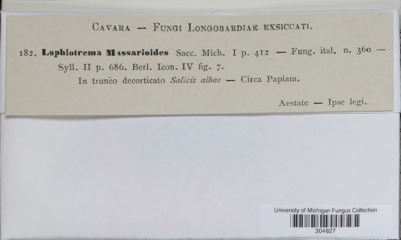 Lophiotrema massarioides image