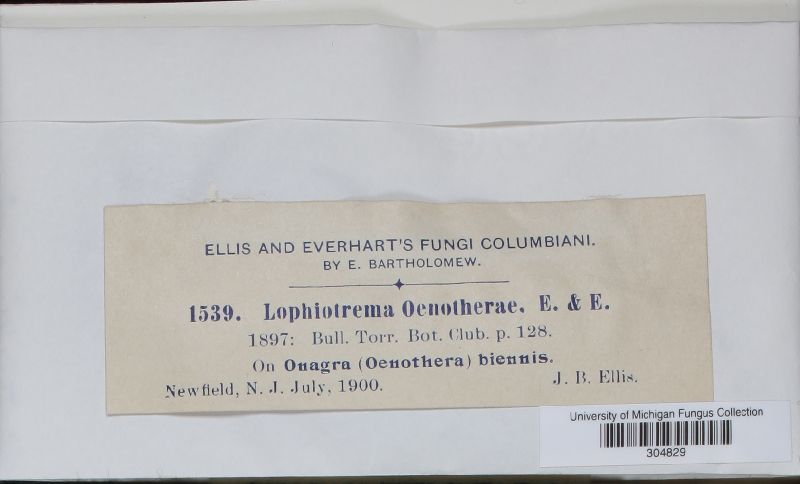 Lophiotrema oenotherae image