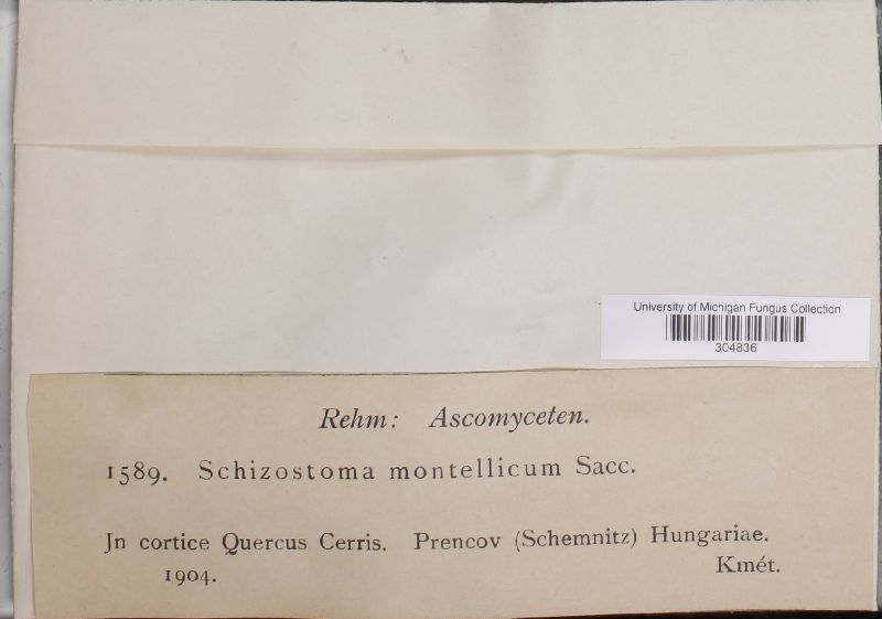 Schizostoma montellicum image