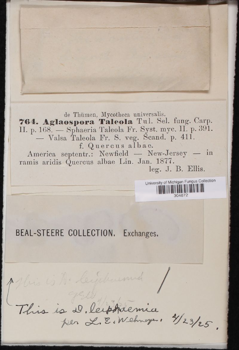 Aglaospora taleola image