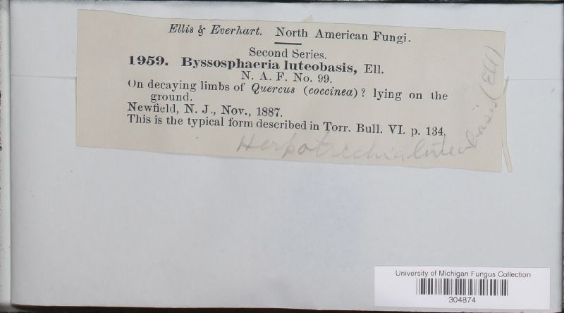 Byssosphaeria luteobasis image