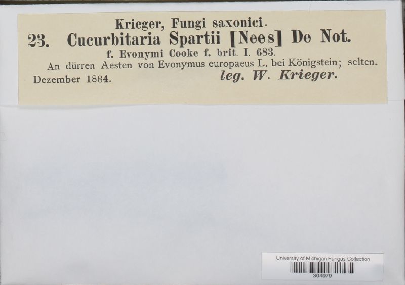 Cucurbitaria spartii f. euonymi image