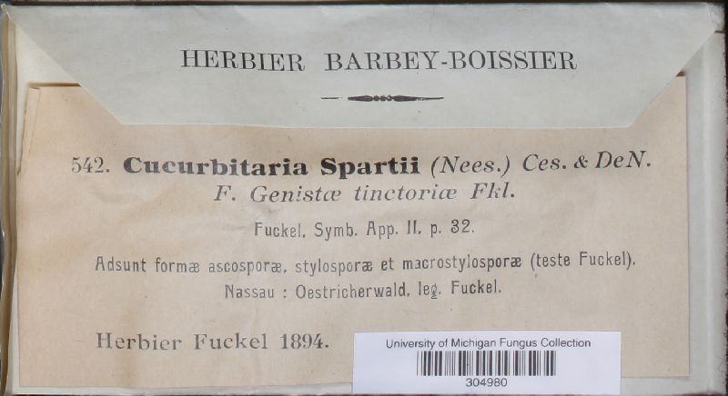 Cucurbitaria spartii f. genistae-tinctoriae image