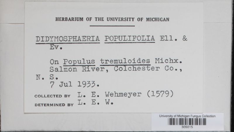 Didymosphaeria populifolia image
