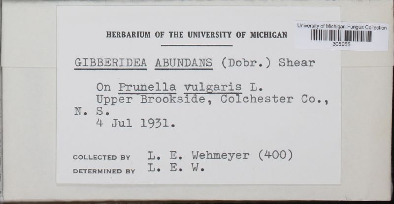 Gibberidea abundans image