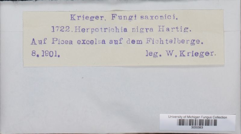 Herpotrichia image