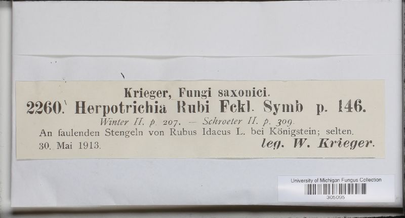 Herpotrichia rubi image