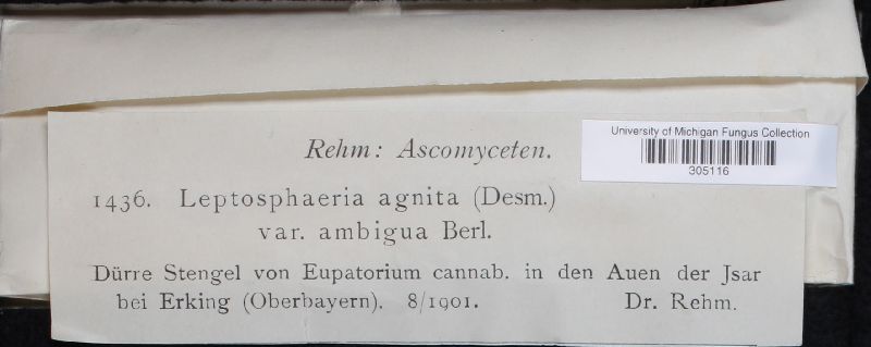 Leptosphaeria agnita var. ambigua image