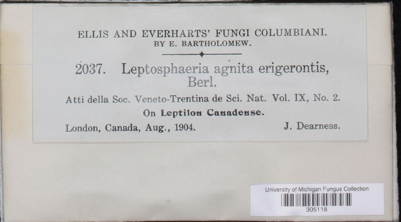 Leptosphaeria agnita var. erigerontis image