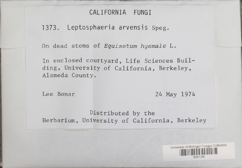 Leptosphaeria arvensis image