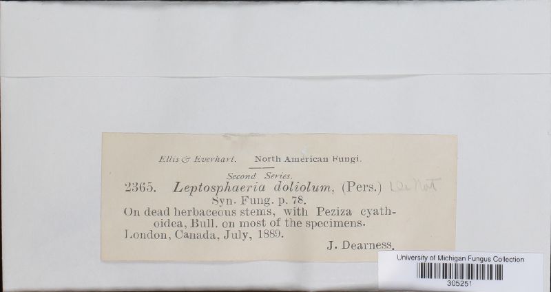 Leptosphaeria image