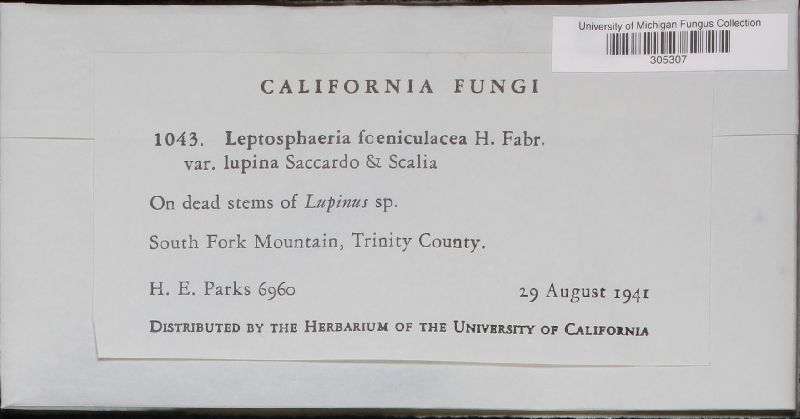 Leptosphaeria foeniculacea var. lupina image