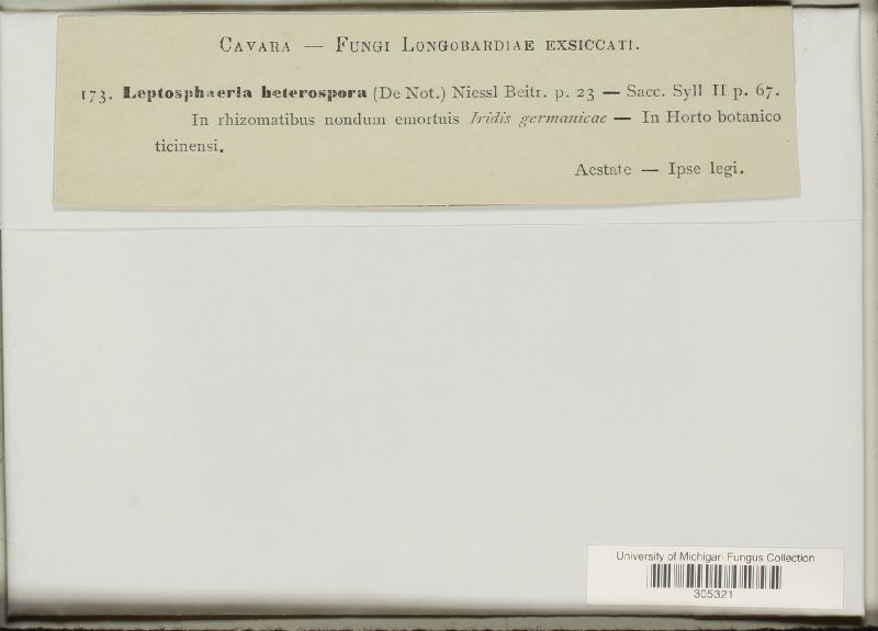 Leptosphaeria heterospora image