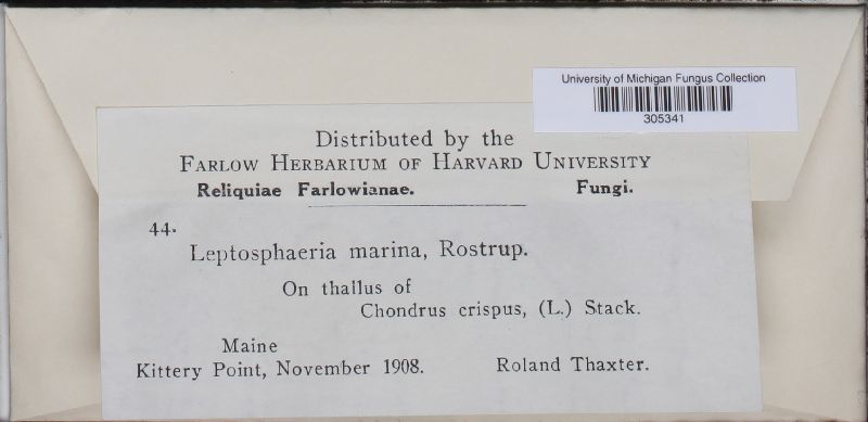 Leptosphaeria marina image