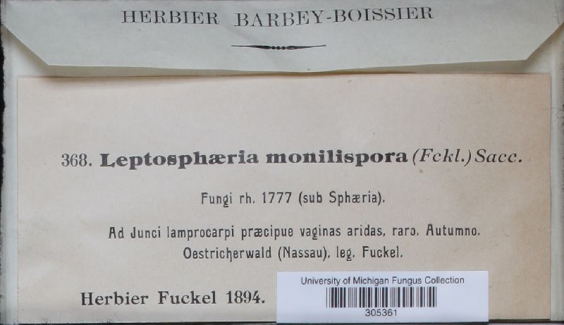 Leptosphaeria monilispora image