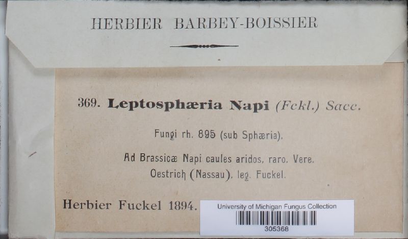 Leptosphaeria napi image